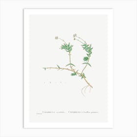 Crassula Acutifolia, Pierre Joseph Redoute Art Print