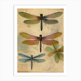 Dragonfly Vintage Species 3 Art Print