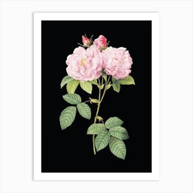 Vintage Italian Damask Rose Botanical Illustration on Solid Black n.0917 Art Print