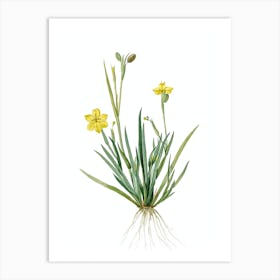 Vintage Yellow Eyed Grass Botanical Illustration on Pure White n.0016 Art Print