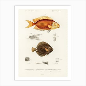 Different Types Of Fishes, Charles Dessalines D'Orbigny 1 Art Print