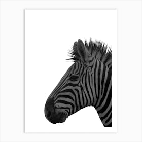 Zebra  Art Print