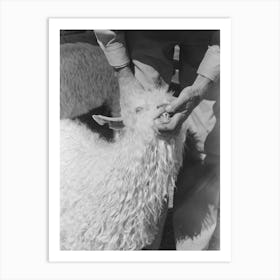 Looking At Goat S Teeth To Determine Its Age On Ranch Of Rehabilitation Borrower, Kimble County, Texas By Russell Lee Art Print