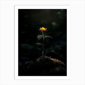 Single Flower In The Dark 35 Art Print