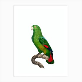 Vintage Black Billed Amazon Parrot Bird Illustration on Pure White n.0031 Art Print