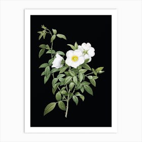 Vintage White Rose of Snow Botanical Illustration on Solid Black n.0904 Art Print
