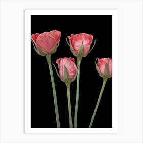 Pink Poppy Art Print