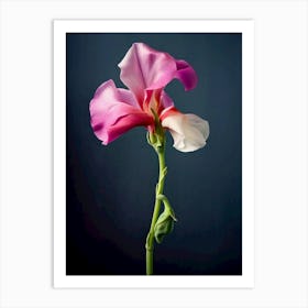 Sweet Pea Flower Art Print