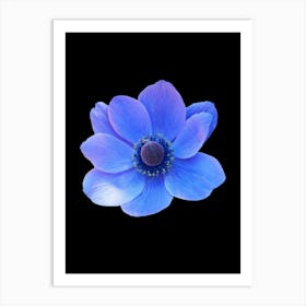 Blue Anemone Flower Art Print