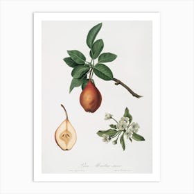 Pear (Pyrus Pedemontana) From Pomona Italiana (1817 1839), Giorgio Gallesio Art Print