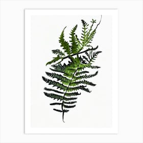 Black Stem Spleenwort Watercolour Art Print