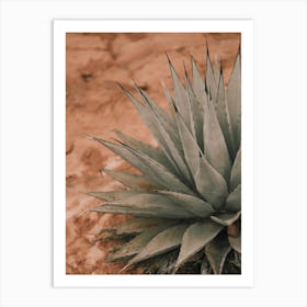 Agave In Sedona Art Print