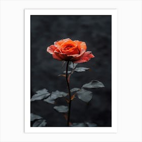 Single Rose On A Dark Background Art Print