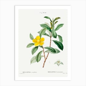 Snake Vine, Pierre Joseph Redoute Art Print