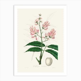 Vintage Botanical John Stephenson and James Morss Churchill Art Print_2731667 Art Print