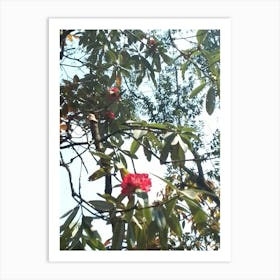 Rhododendrons In A Forest 5 By Binod Dawadi Art Print