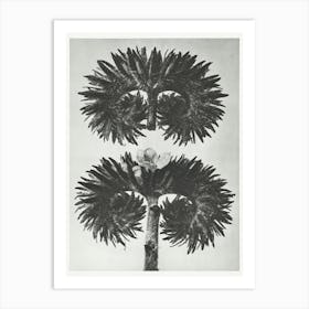 Lacy Phacelia (1928), Karl Blossfeldt 1 Art Print