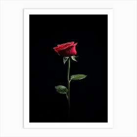 Single Rose On Black Background 25 Art Print