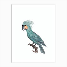 Vintage Goliath Palm Cockatoo Bird Illustration on Pure White 1 Art Print