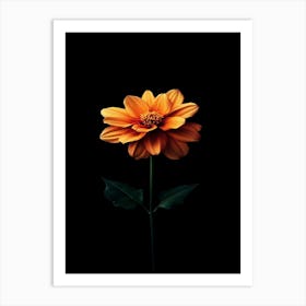 Dahlia 29 Art Print