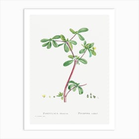 Portulaca Oleracea, Pierre Joseph Redoute Art Print