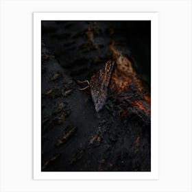 Black Butterfly With Orange Wings On A Lava Tree 2 Art Print