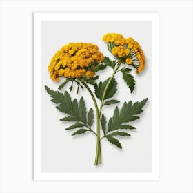 Chamomile Art Print