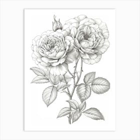 Roses Sketch 21 Art Print