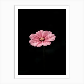 Single Pink Flower On Black Background 4 Art Print