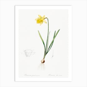 Lent Lily Illustration From Les Liliacées, Pierre Joseph Redouté Art Print