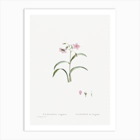 Claytonia Virginica, Pierre Joseph Redoute Art Print