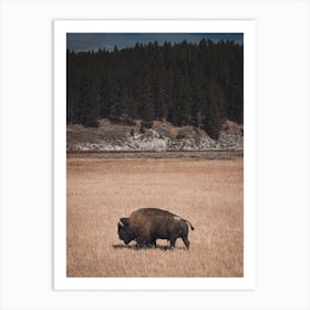 Traveling Bull Bison Art Print