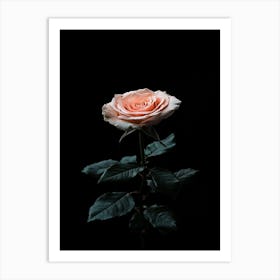 Single Pink Rose On Black Background Art Print