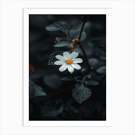 White Daisy 14 Art Print