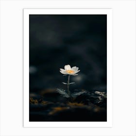 White Flower In The Dark 11 Art Print