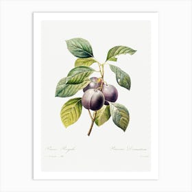 Plum, Pierre Joseph Redoute 2 Art Print