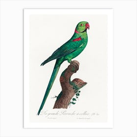 The Rose Ringed Parakeet From Natural History Of Parrots, Francois Levaillant 2 Art Print
