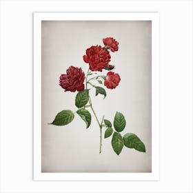 Vintage Red Cabbage Rose in Bloom Botanical on Parchment n.0456 Art Print