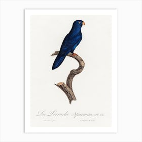 The Sparman Parakeet (Cyanoramphus Novaezelandiae) From Natural History Of Parrots, Francois Levaillant Art Print