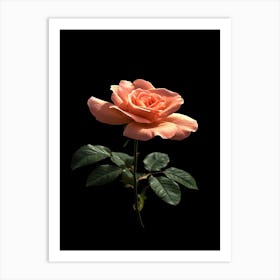 Peach Rose 10 Art Print