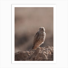 Dry Desert Kestrel Art Print