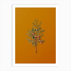 Vintage Common Juniper Botanical on Sunset Orange n.0327 Art Print