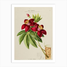 Orchids 10 Art Print