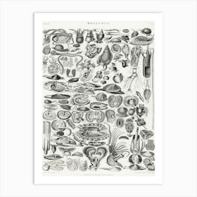 Mollusca, Oliver Goldsmith Art Print