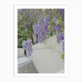 Wisteria Art Print