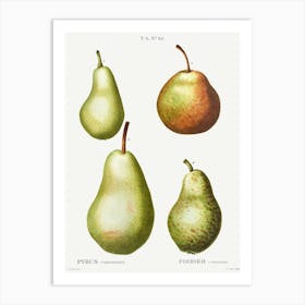 Pear, Pierre Joseph Redoute (5) Art Print