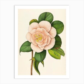 Camellia Vintage Botanical 2 Flower Art Print