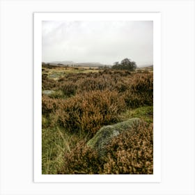 Orange Heather Peak District (2009) Art Print