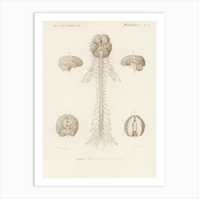 Human’S Brain, Charles Dessalines D' Orbigny Art Print