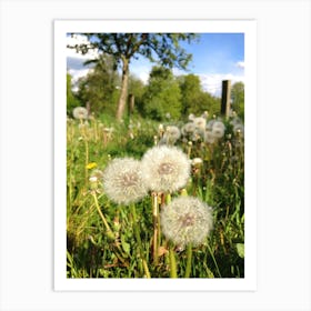 Dandelion Art Print